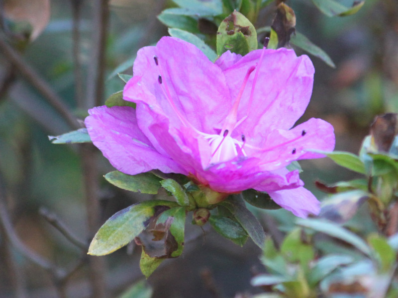 Rhododendron transiens