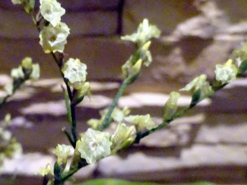 Limonium hybrid