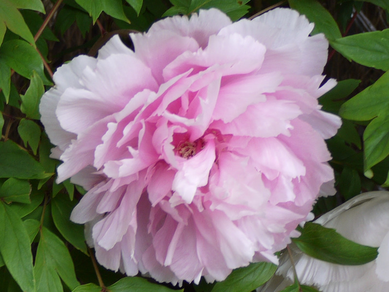 Peony 'Shimaneseidai'