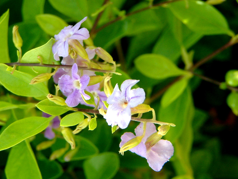 Duranta