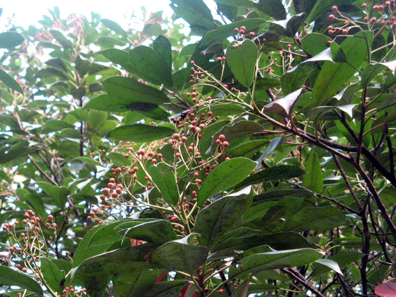 Photinia serratifolia