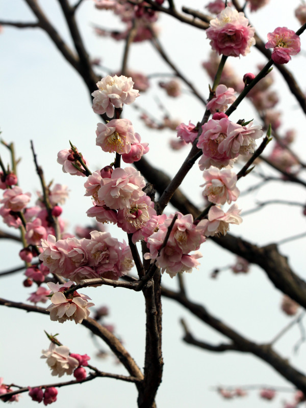 Prunus mume 'Kaicyu houshi'