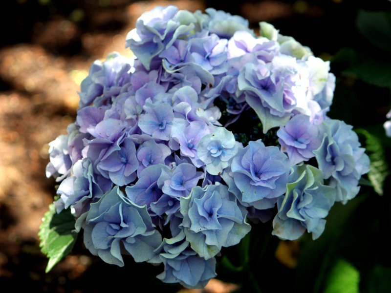 アジサイ Hydrangea Macrophylla かぎけん花図鑑