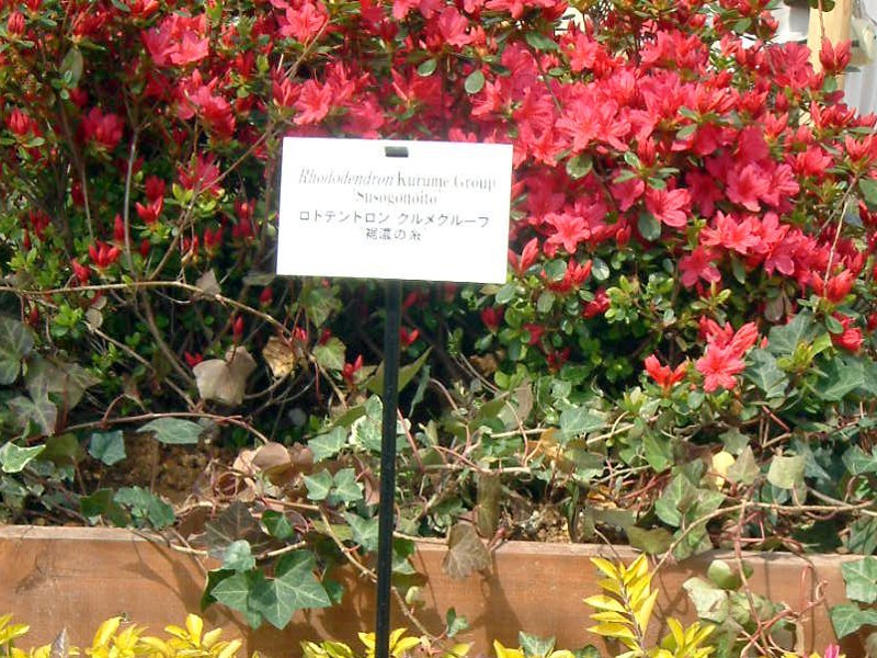 Kurume azalea