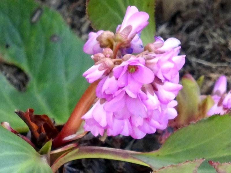 ヒマラヤユキノシタ Bergenia Stracheyi かぎけん花図鑑