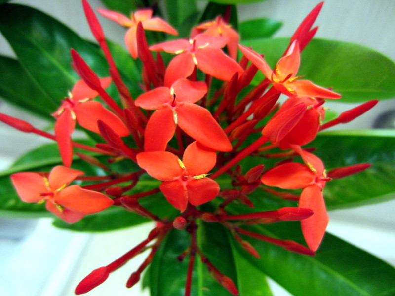 Ixora duffii