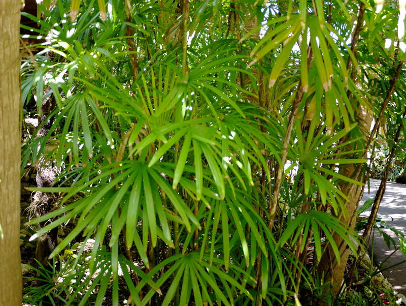 シュロチク Rhapis Humilis かぎけん花図鑑