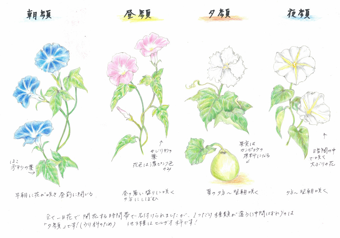 月光花| Ipomoea alba | 科技研花图画书