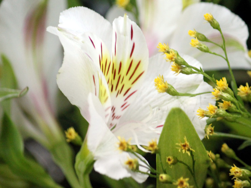 アルストロメリア Alstroemeria かぎけん花図鑑