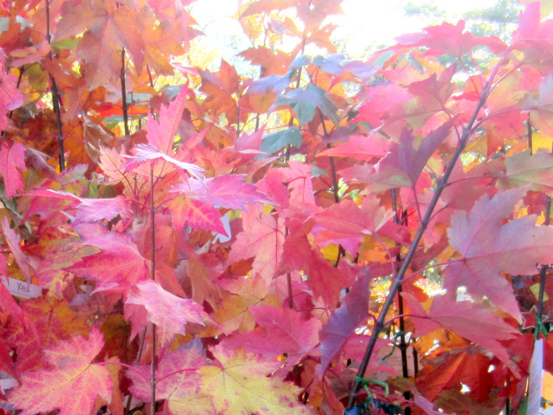 アメリカハナノキ Acer Rubrum かぎけん花図鑑