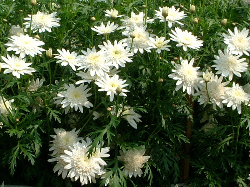 マーガレット ホワイトムーン Argyranthemum Frutescens White Moon かぎけん花図鑑