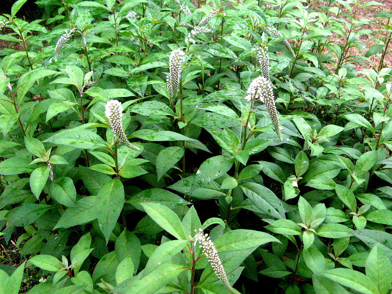 gooseneck loosestrife