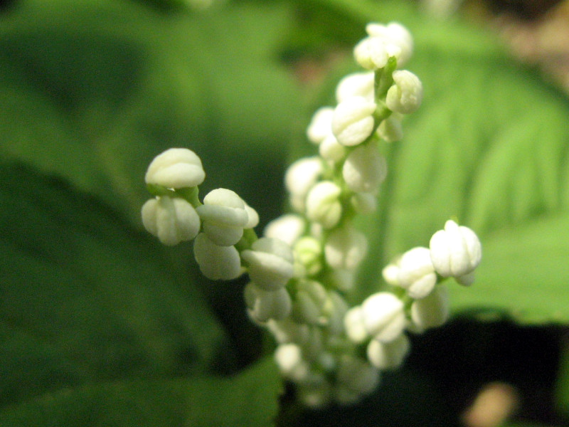 Chloranthus serratus