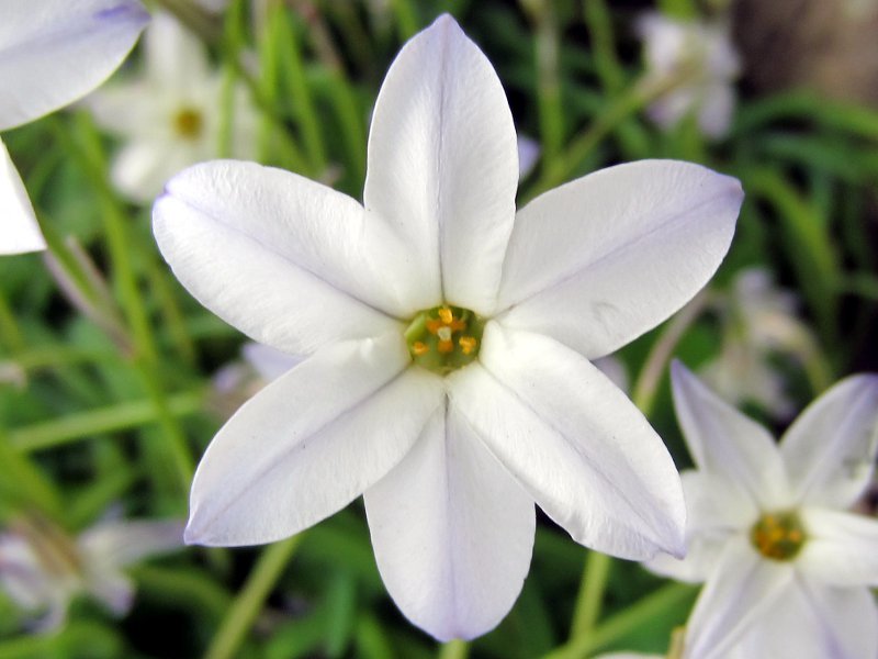 ハナニラ Ipheion Uniflorum かぎけん花図鑑