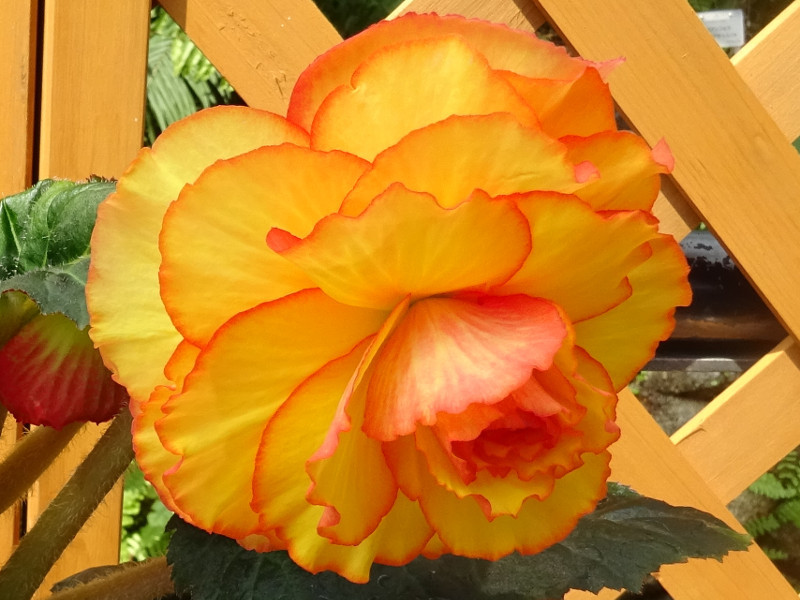  Begonia tuberhybrida 'Sunburst Picotee' 