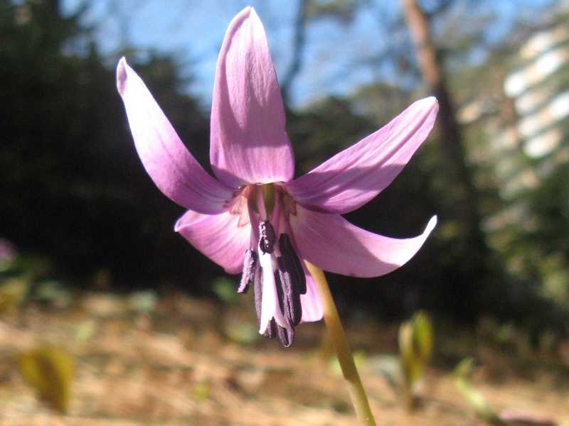 Dog tooth violet