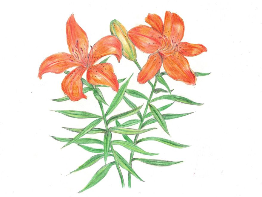 Lilium bulbiferum