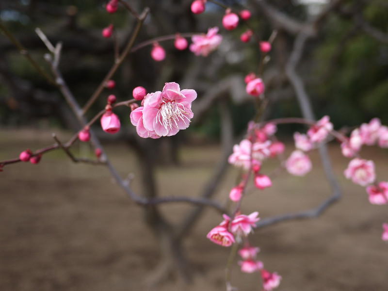 梅シリーズ０．梅とは | かぎけん花図鑑