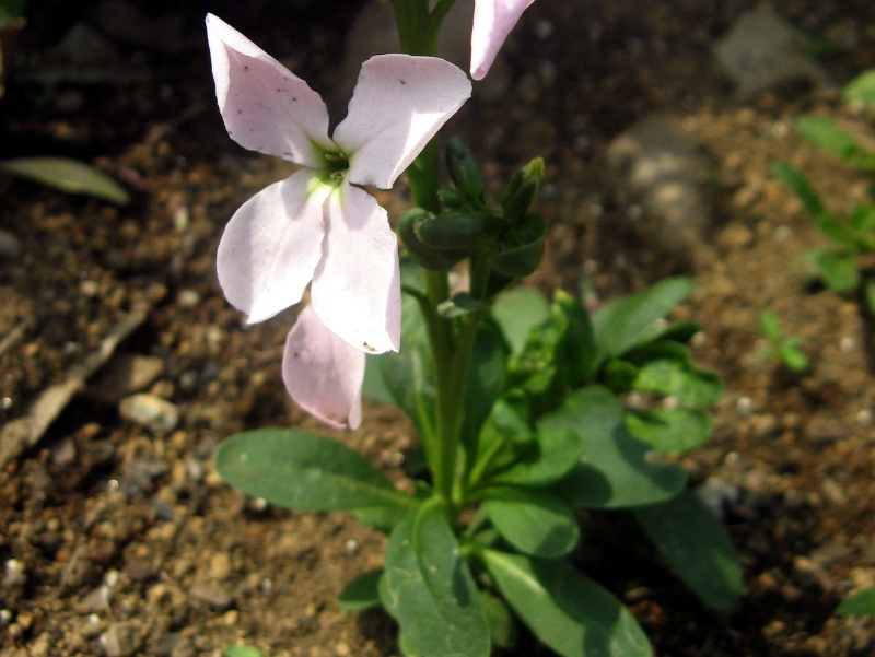 garden stock