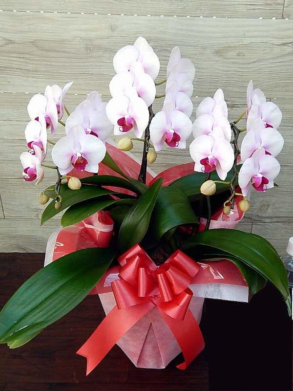 Phalaenopsis Midi 'Pink balaylena'