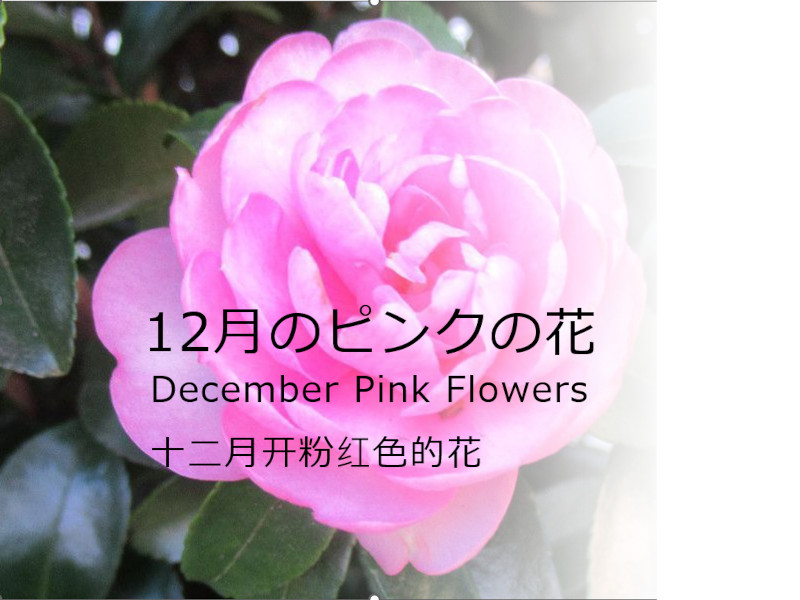 12月のピンクの花