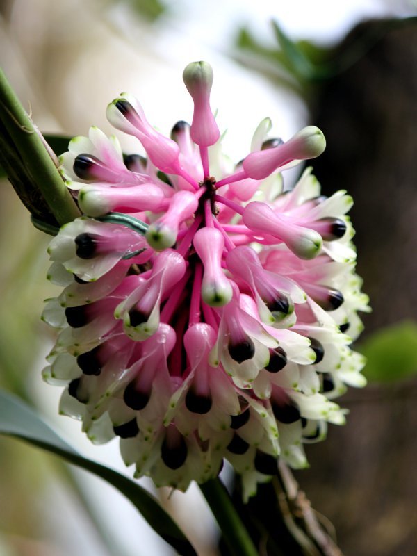 Dendrobium smirie 