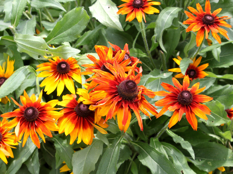 Rudbeckia hirta cv. cappuccino