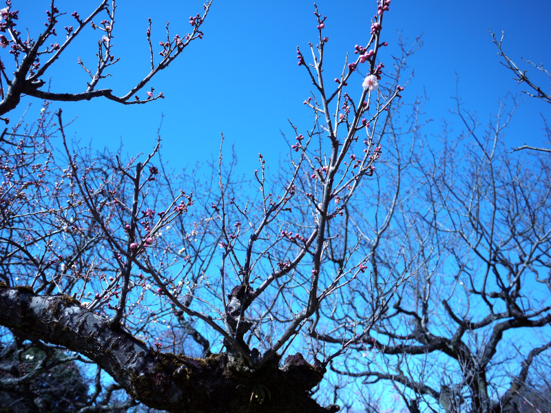 Prunus mume 'Yukinoakebono'