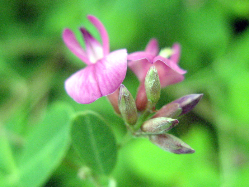  Lespedeza  thunbergii var. satsumensis