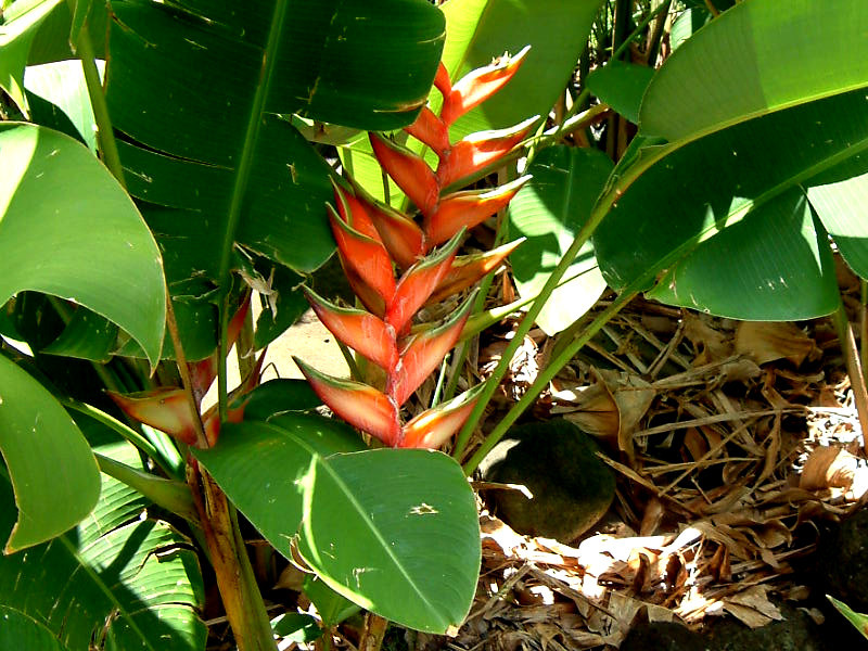 ヘリコニア ビハイ ロブスター クロウ Heliconia Bihai Cv Lobster Claw かぎけん花図鑑