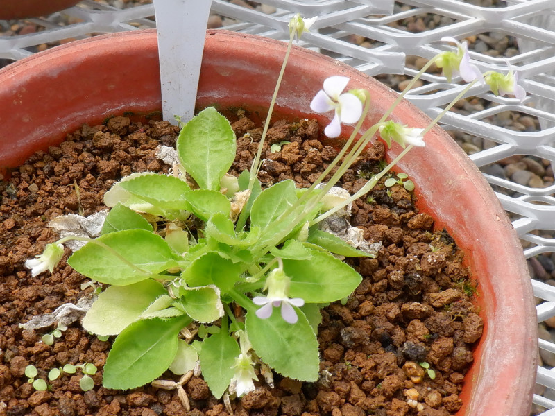 Viola diffusa