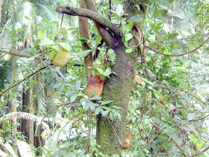 Jackfruit