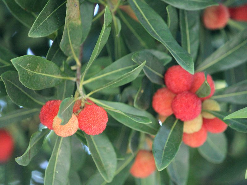 Myrica rubra