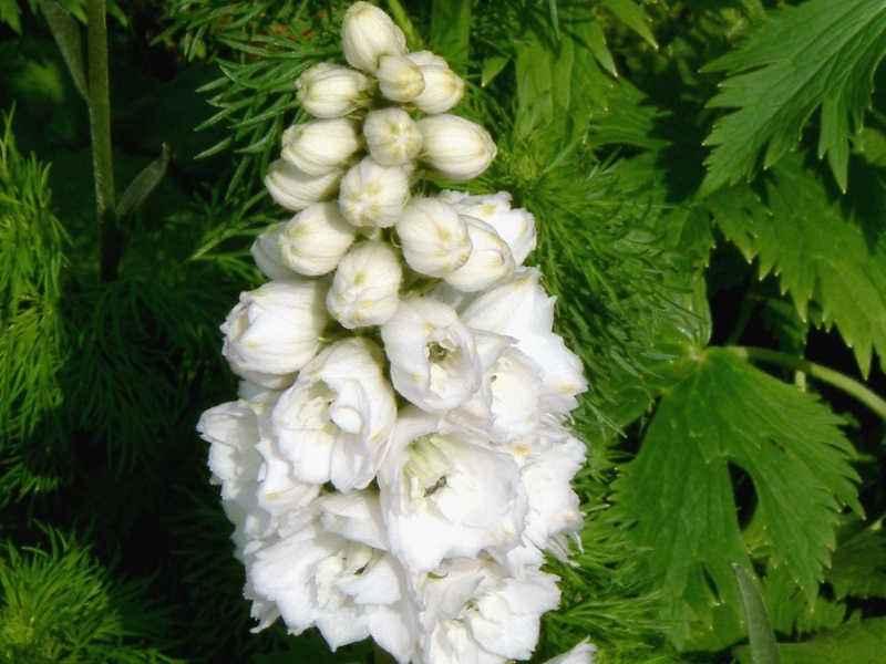 Delphinium lark spur