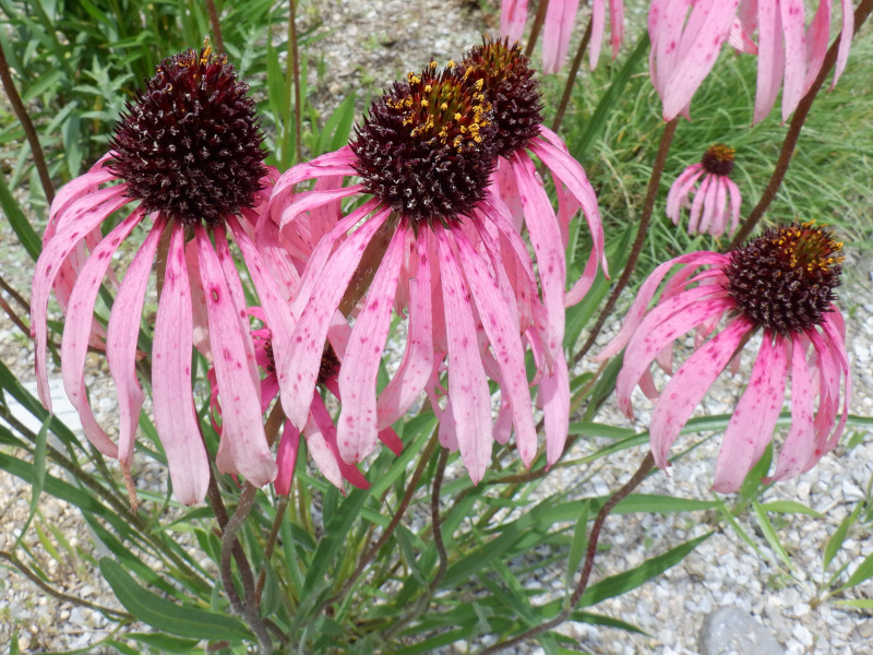 Echinacea purpurea