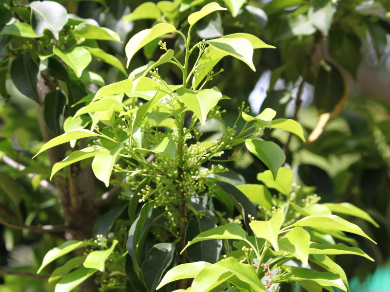 ソヨゴ Ilex Pedunculosa かぎけん花図鑑