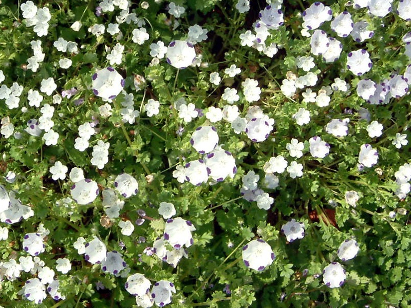 Nemophila Maculata Nemophila Maculata Flower Database