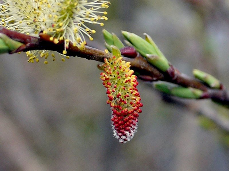 细柱柳 Salix Gracilistyla 科技研花图画书