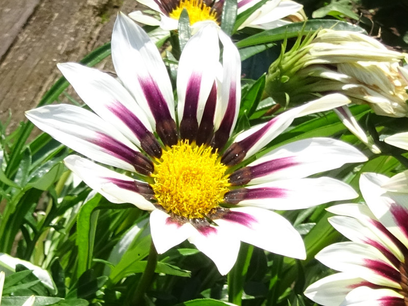 Gazania rigens