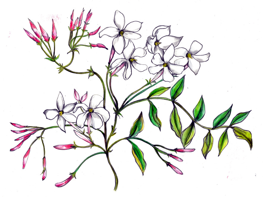 ソケイ Jasminum Officinale かぎけん花図鑑