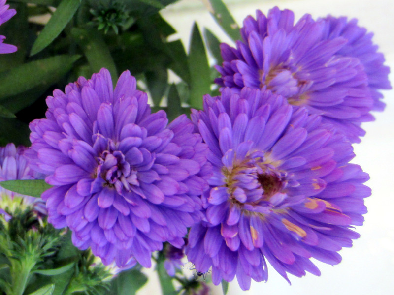 Frost aster