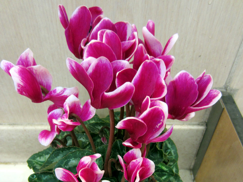 Cyclamen