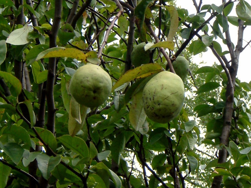 Chinese quince