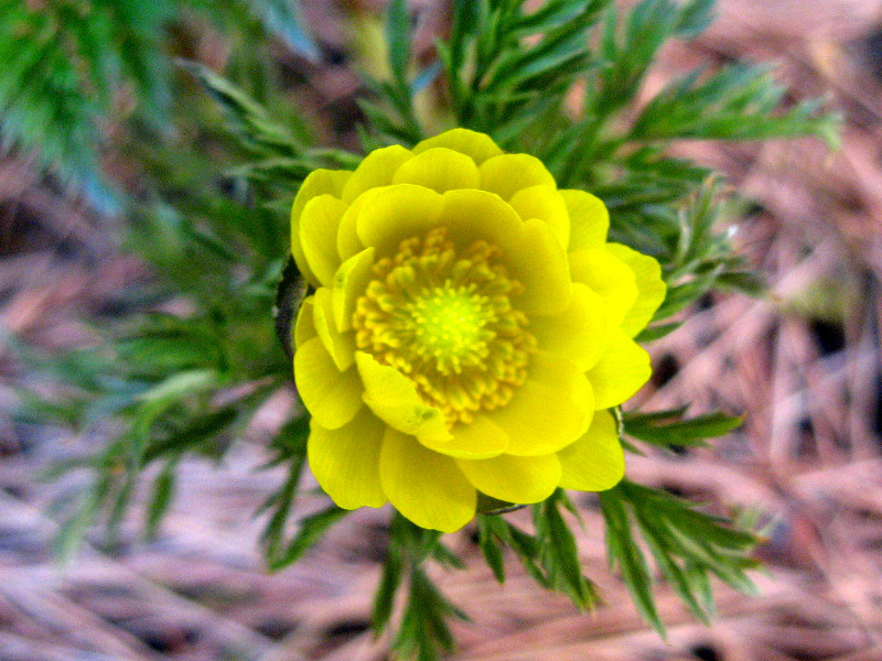 Adonis Amurensis Adonis Ramosa Flower Database