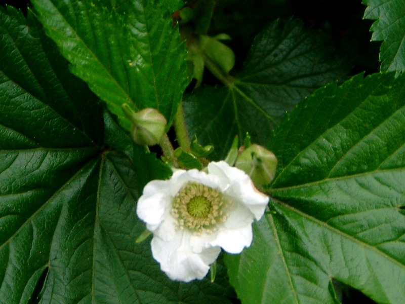 キイチゴ Rubus かぎけん花図鑑