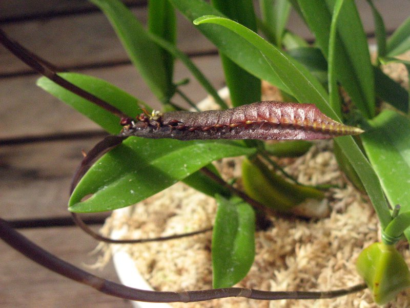 Bulbophyllum maximum