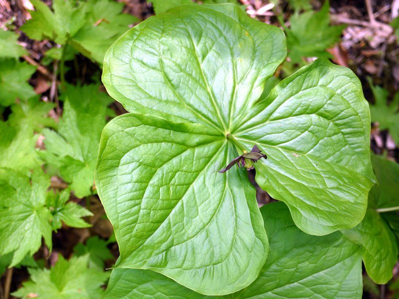 エンレイソウ Trillium Smallii かぎけん花図鑑