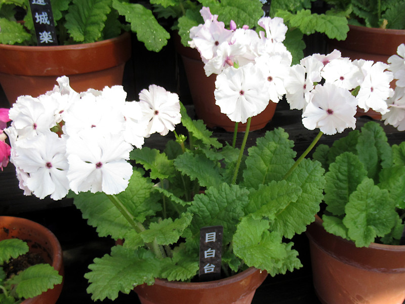 Primula sieboldii 'Mejirodai'