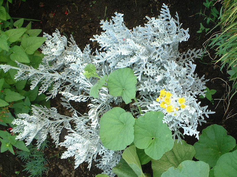 四季2 Dusty mirror じゃないよ🟡白妙菊　かぎけん花日記