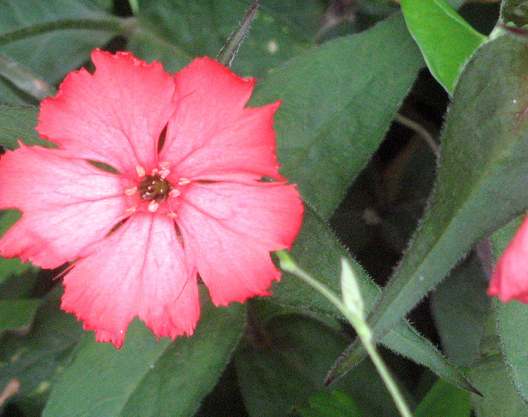 松本剪秋罗 Lychnis Sieboldii 科技研花图画书